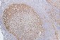 Anti-CDK1 Antibody Picoband™ (monoclonal, 2G11)